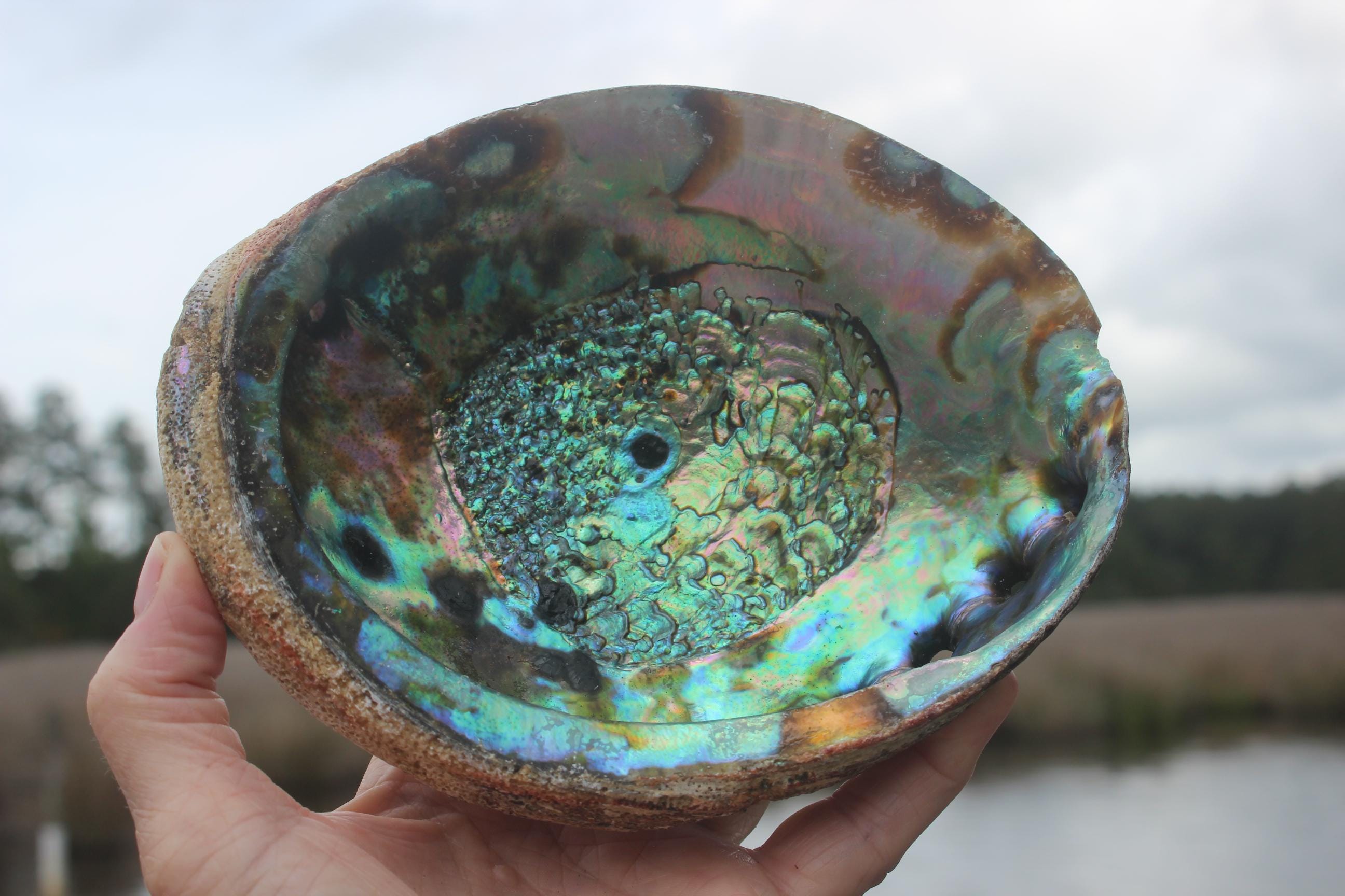 Quality Ex large Fully Polished Abalone Shells. Deluxe Smudging, Décor for Boho Ocean Home, Table Centerpiece, Focal Point in Art Work.