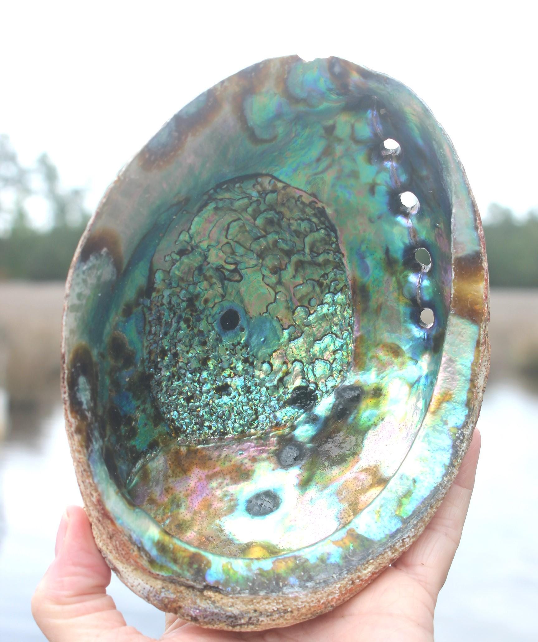 Quality Ex large Fully Polished Abalone Shells. Deluxe Smudging, Décor for Boho Ocean Home, Table Centerpiece, Focal Point in Art Work.
