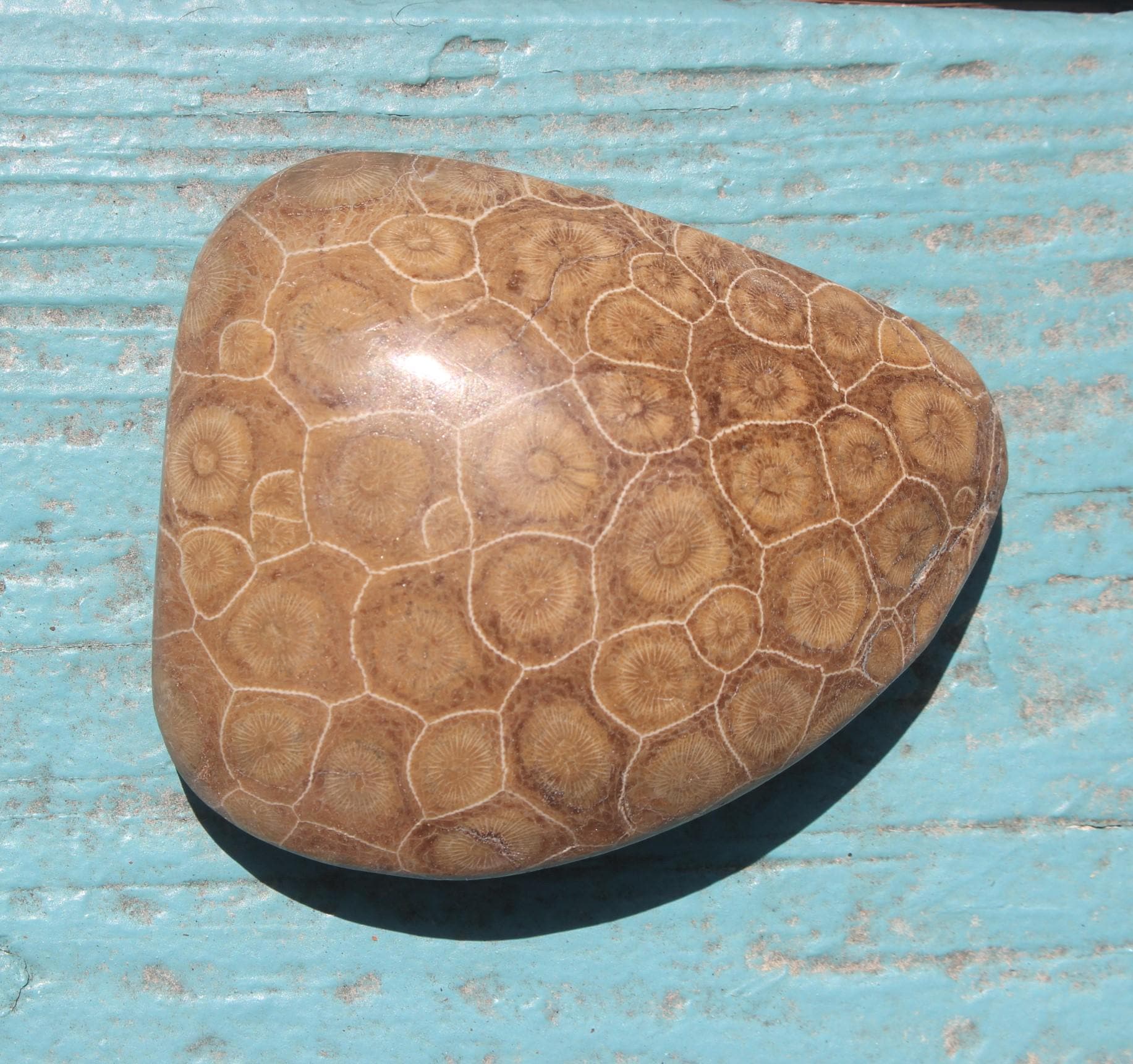 Fossilized Coral from The Western  Sahara Desert of Morocco,  Polished Beach Home Nautical Décor.
