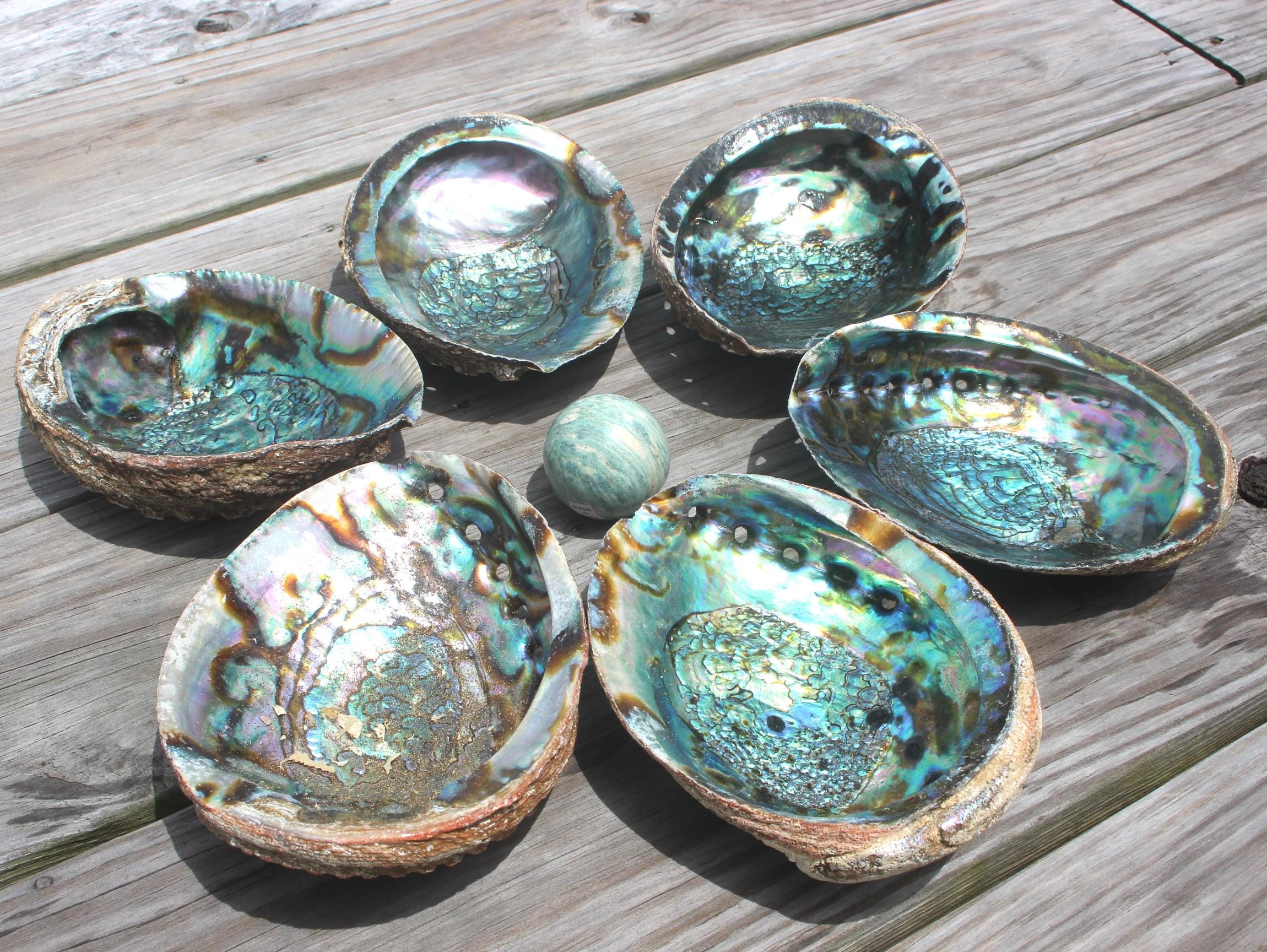 Fully Polished Abalone Shells, AAA Quality Deluxe Smudging Bowl Décor,  Boho Ocean Home  Table Centerpiece, Focal Point in Art Work.