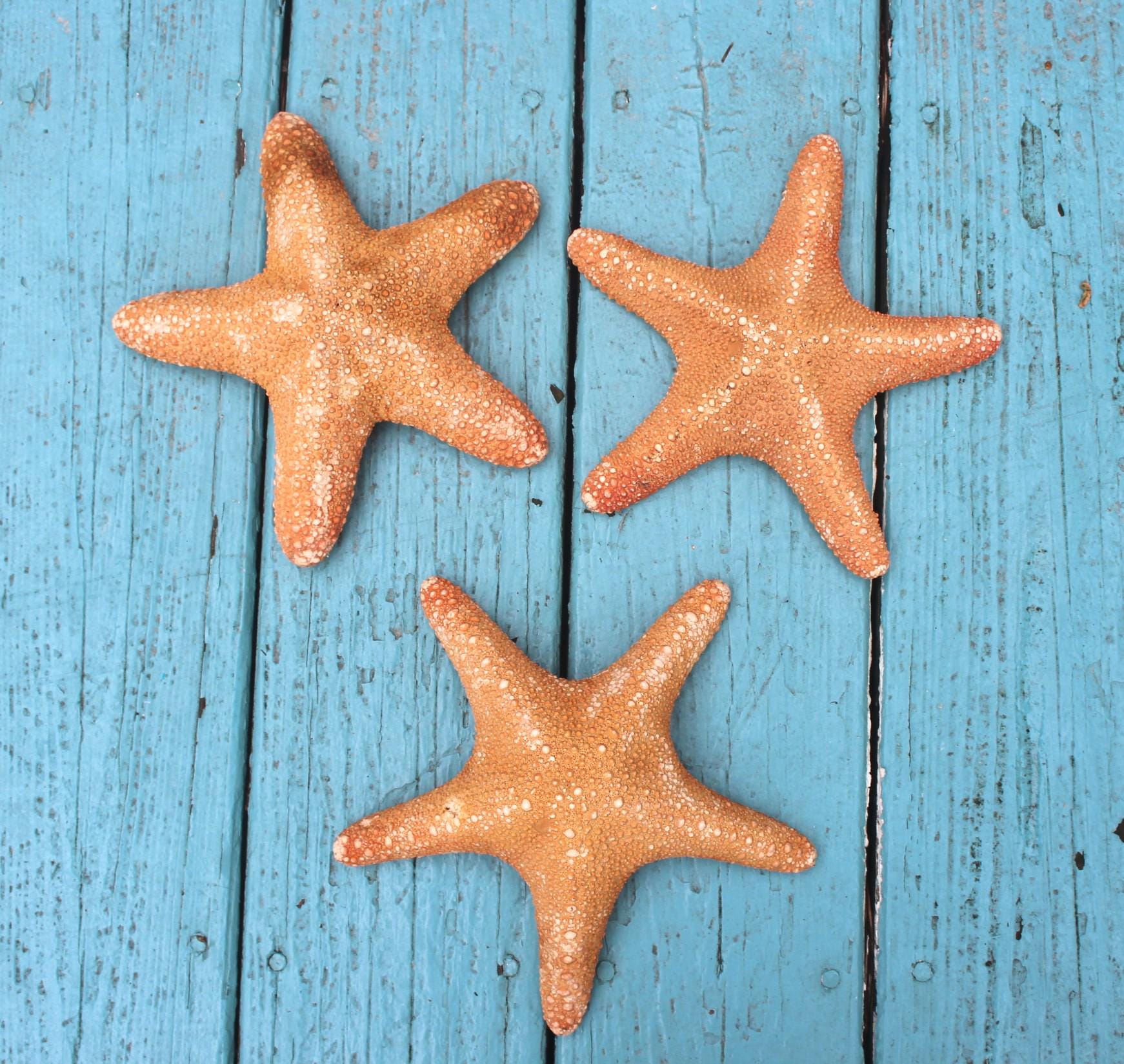 Huge 11 in. Jungle Starfish Sea Life Specimen.  Home Ocean Beach Décor, Table Centerpiece, Wall Art Shell Craft.