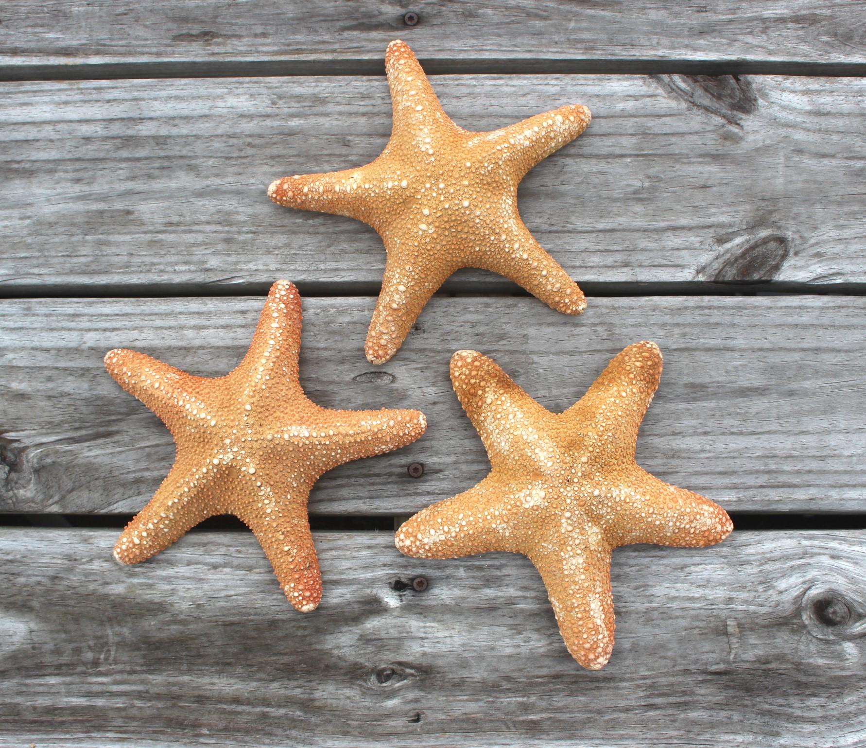 Huge 11 in. Jungle Starfish Sea Life Specimen.  Home Ocean Beach Décor, Table Centerpiece, Wall Art Shell Craft.