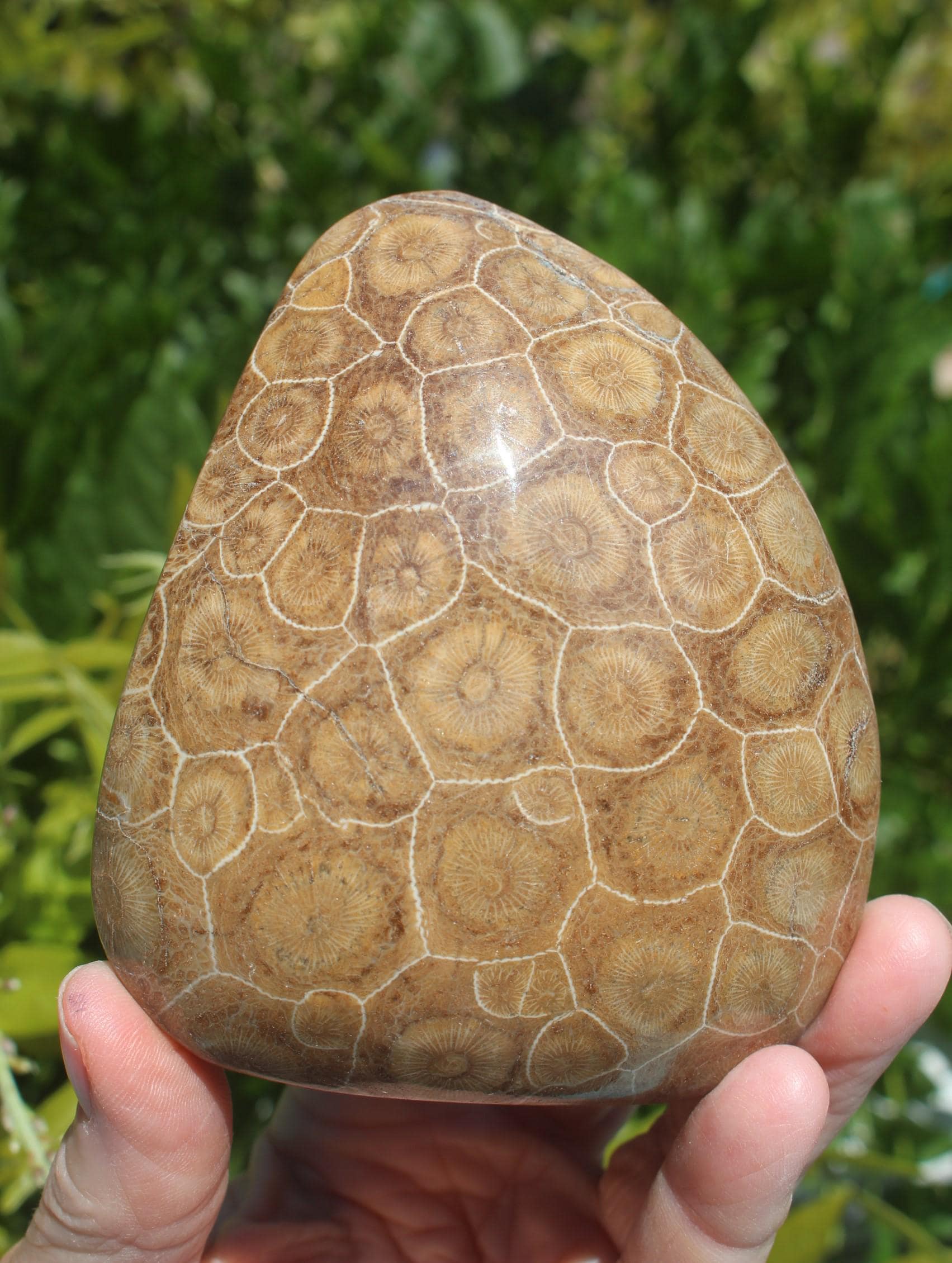 Fossilized Coral from The Western  Sahara Desert of Morocco,  Polished Beach Home Nautical Décor.
