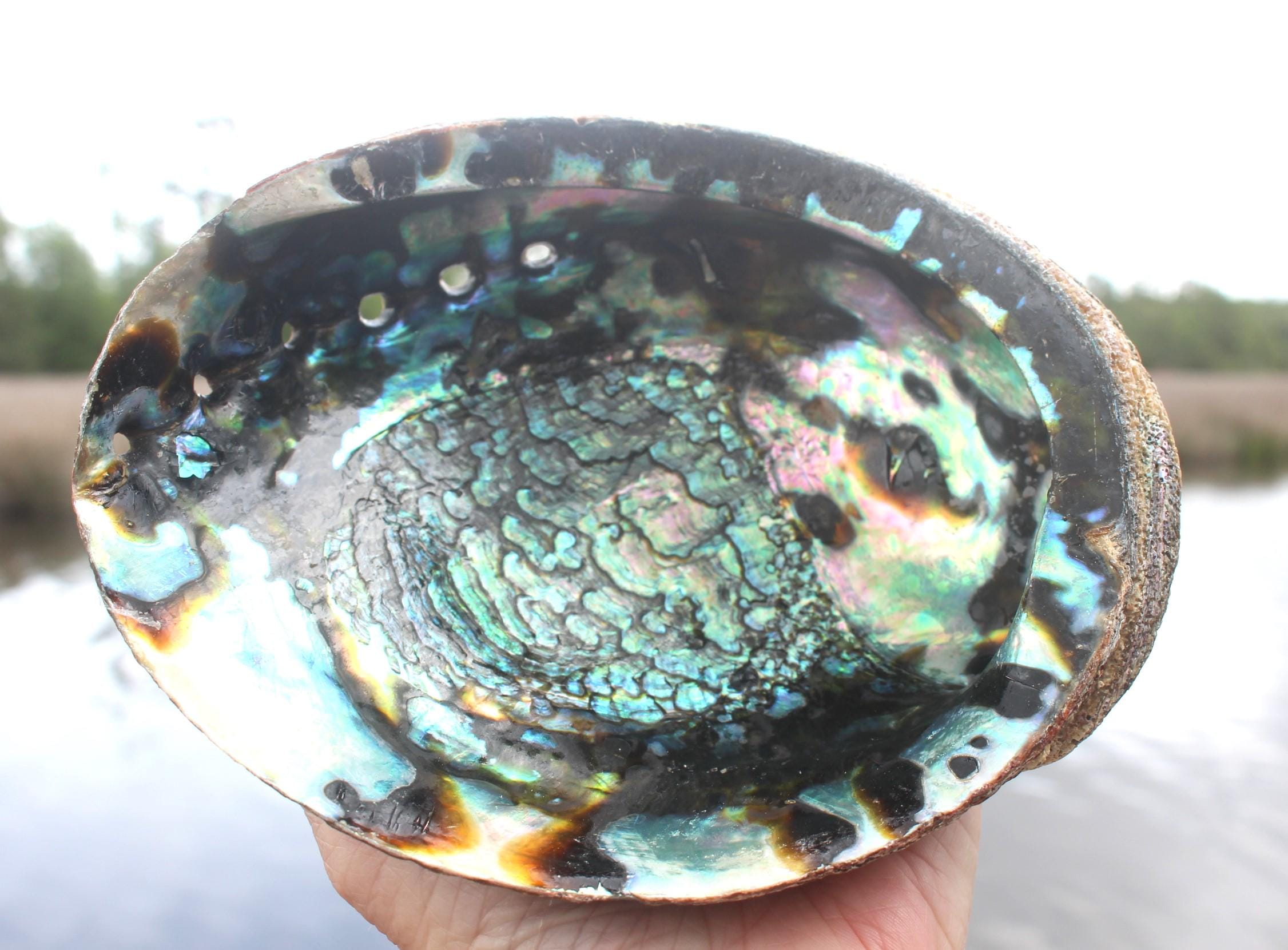 Quality Ex large Fully Polished Abalone Shells. Deluxe Smudging, Décor for Boho Ocean Home, Table Centerpiece, Focal Point in Art Work.
