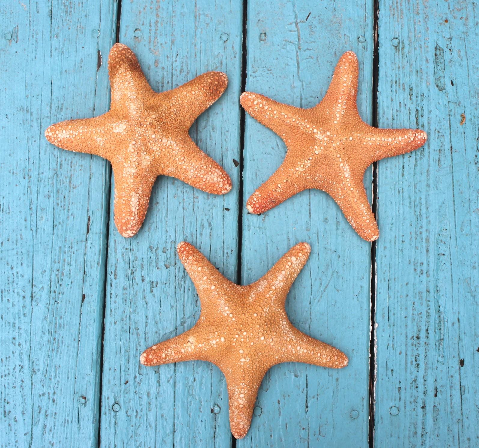 Huge 11 in. Jungle Starfish Sea Life Specimen.  Home Ocean Beach Décor, Table Centerpiece, Wall Art Shell Craft.