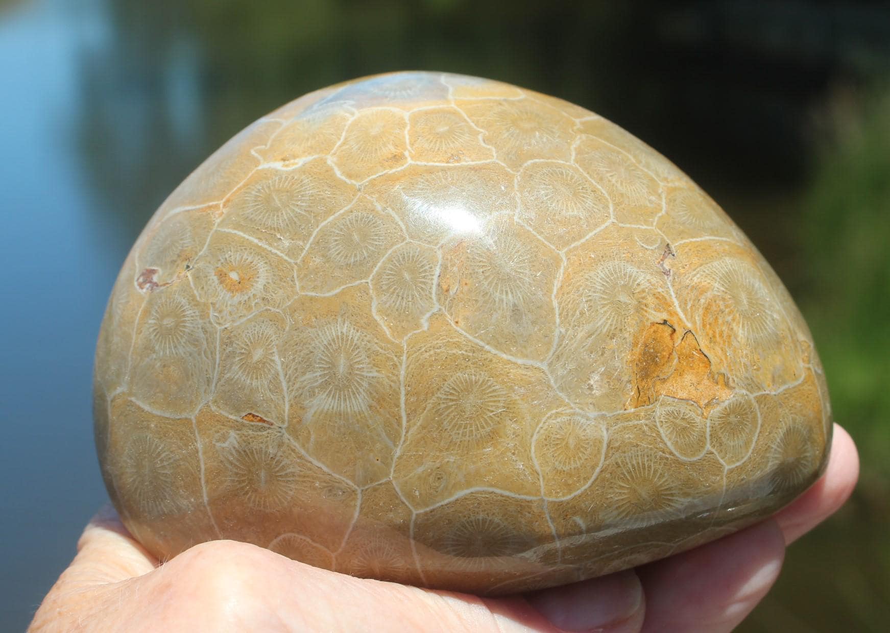 Fossilized Coral Specimens from The Western Sahara Desert of Morocco, Beautiful Polish, Coastal Home Décor, Jurassic Art. Great gift for Fathers Day.