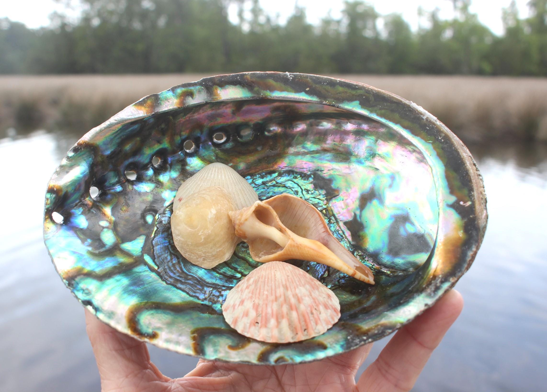 Quality Ex large Fully Polished Abalone Shells. Deluxe Smudging, Décor for Boho Ocean Home, Table Centerpiece, Focal Point in Art Work.