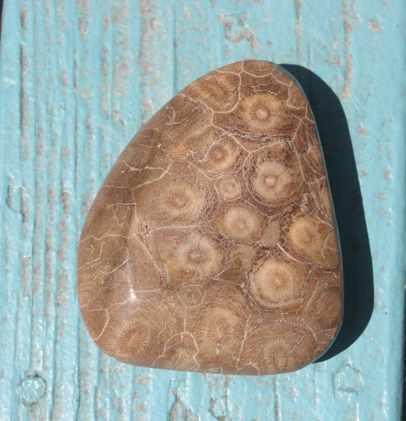 Fossilized Coral from The Western  Sahara Desert of Morocco,  Polished Beach Home Nautical Décor.